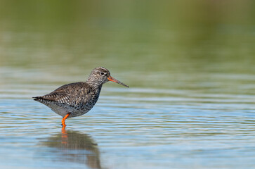 Redshank (Tringa totanus) bird wading in shallow water