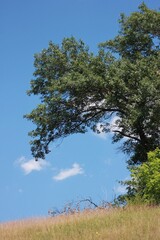 Tree against cloudy blue sky