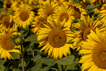 Sunflower field with flowers and bees