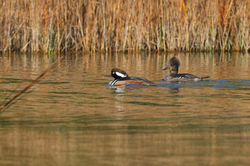 Hooded merganser swimming in coastal marsh amongst reeds and grasses.