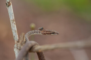 Little Snake in Nature 