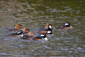 Hooded merganser swimming in coastal marsh amongst reeds and grasses.