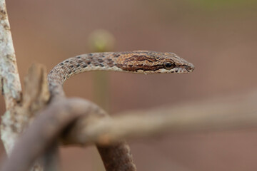 Little Snake in Nature 