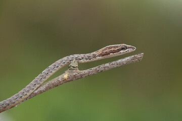 Little Snake in Nature 