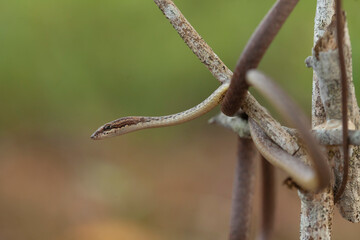 Little Snake in Nature 