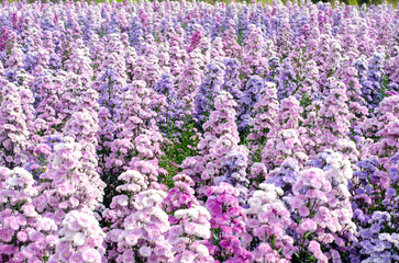 Purple and pink Marguerite or Argyranthemum frutescens  (Chrysanthemum fructescens) flowers in the garden