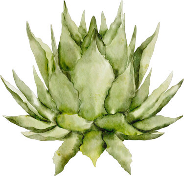 Agave Watercolor