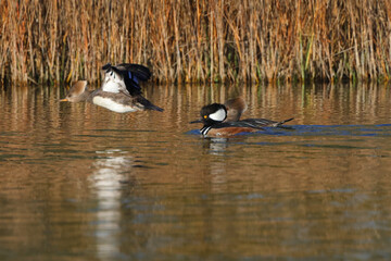 Hooded merganser swimming in coastal marsh amongst reeds and grasses. 