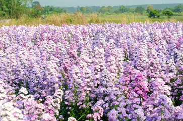 Purple and pink Marguerite or Argyranthemum frutescens  (Chrysanthemum fructescens) flowers in the garden