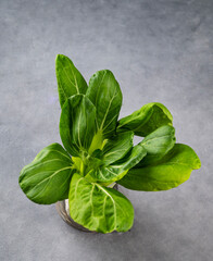 Fresh pak Choi Chinese Cabbage on dark background. The concept of healthy vegetarian food.