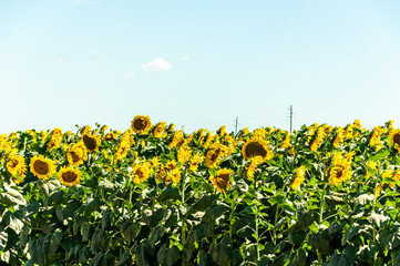 Plantation of sunflowers, helianthus annuus, in a field in Argentina