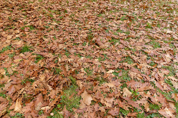 Fallen oak foliage in the autumn season