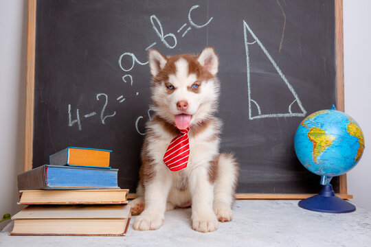Siberian husky puppy of a student in glasses and tie on the background of a blackboard with books at school. funny adorable pets puppies, school learning concept