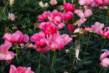 Beautiful fresh pink peony flowers in full bloom in the garden, green leaves flowerbed, close up. Summer natural floral background.