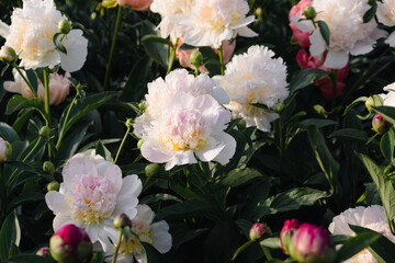 Obraz na płótnie Canvas Beautiful fresh delicate pastel pink and white peony flowers in full bloom in the garden, dark green leaves, close up. Summer natural flowery background.