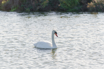A white swan on the water