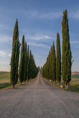 Cypress trees countryside alley in tuscany