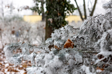 Zamarznięta gałąź sosny w parku, w tle drzewo © Michał.S-FOTO