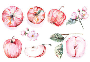 Watercolor hand drawn red apple onsisting of flowers, stalks and leaves isolated on white background.Natural food fruit illustration.
