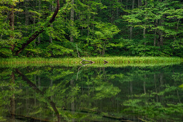 lake in the woods