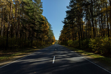 Fototapeta premium Yellowing foliage in the autumn season