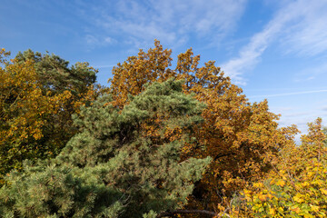 Fototapeta premium A forest with different trees in the autumn season