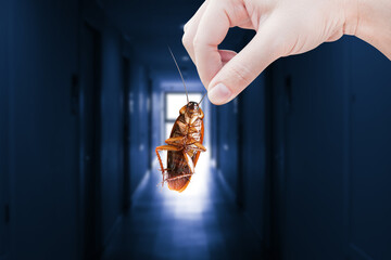 Hand holding cockroach with inside the building background, eliminate cockroach in building,...