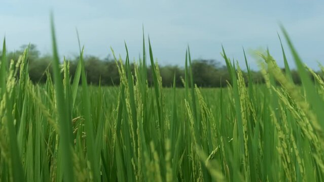 Campo verde de trigo con cielo azul en un plano cerrado.