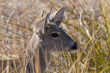 Buck Coues Whitetail Deer in the Arizona Desert