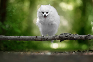 Fototapeta premium white pomeranian jumping a log