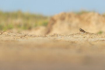 killdeer (Charadrius vociferus) plover foraging in the dunes of Texas.