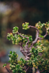 close up of a branch of a tree