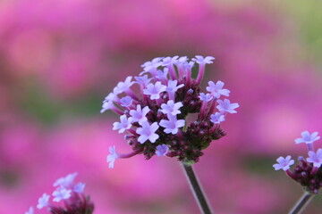 Close up of a purple flower