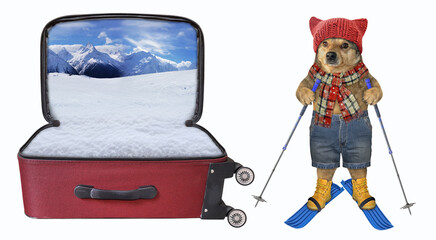 Dog on skis near suitcase