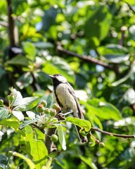 Obraz premium Great tit sitting in a tree