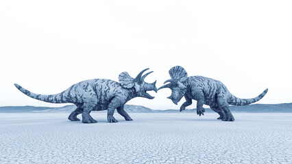 triceratops are facing each other before the fighting in the desert side view