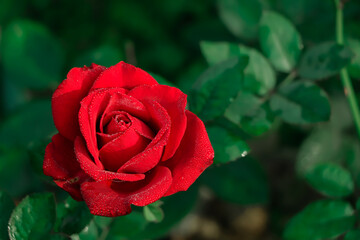 Close up of red rose
