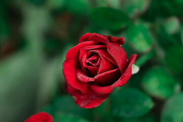 Lovely single red rose