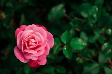 Pink rose in the garden