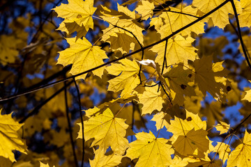 Autumn colorful foliage of maples during leaf fall