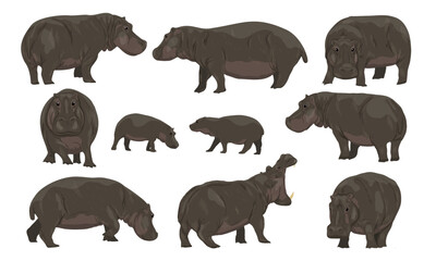 Set of common hippopotamus and their cubs. Hippo Hippopotamus amphibius. Wild animals of Africa. realistic vector landscape