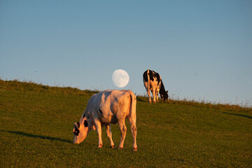 Two cows grazing grass in the countryside with a moon in the sky