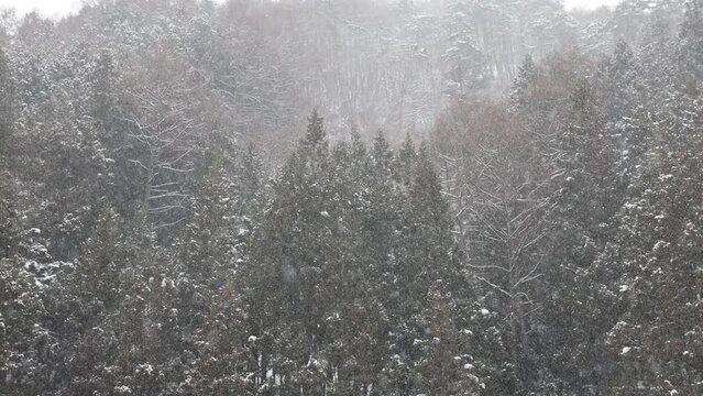 Slow Video of Snow Falling in the Forest