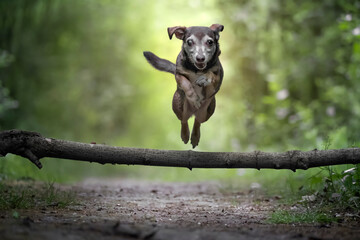 A small dog jumping a stick and running towards the camera