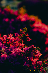 red and yellow flowers