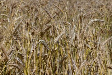 An agricultural field where wheat is grown