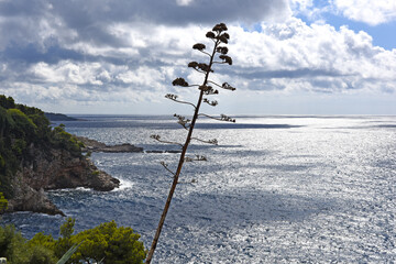 view to the island of Lokrum in the Adriatic Sea from the City of Dubrovnik, Croatia
