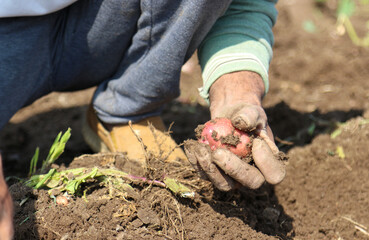 Potatoes in male hands on soil background
