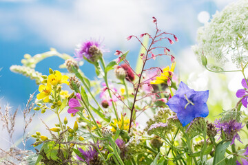 Meadow flowers  outdoors in sunny day on blue sky background, vivid wild flowers in meadow in countryside  in summertime, close up view