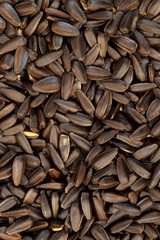 The sunflower seeds close-up. The sunflower seeds after harvest. Pile of dried sunflower unpeeled seeds. Healthy source of vitamins. Selective focus